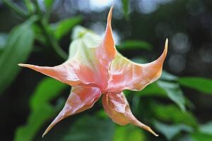 Pink and yellow flower