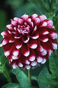 Closeup of pink flower
