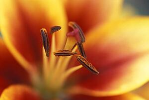 Closeup of red and yellow flower