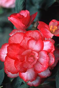Red and white flower