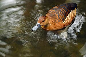 A duck moving in water