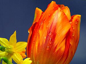 a tulip and daffodil