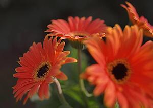 Closeup of colorful flowers