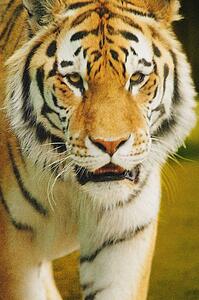 A tiger