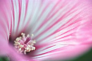 Pink flower