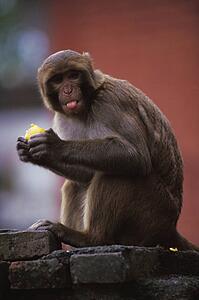 Monkey eating fruit