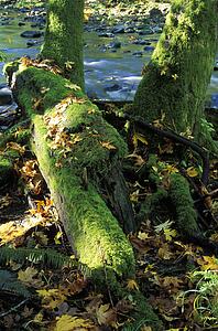 Moss growth on tree