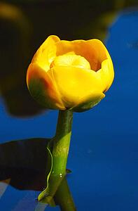 A yellow flower