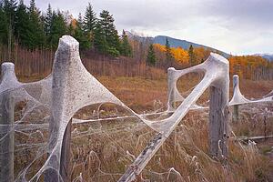 Spider webs on barbed wire fence