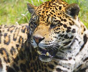 Portrait of a leopard