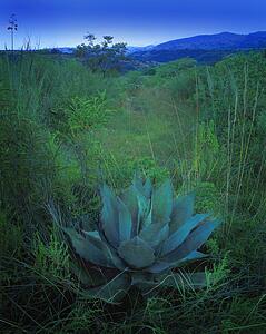 Broad leafed plant in bushes