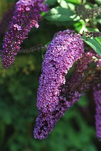 Cluster of purple flowers
