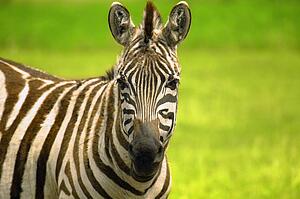 A portrait of a zebra