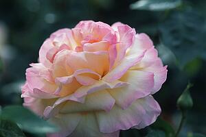 Perfect Peace rose