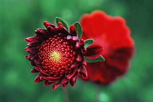 Closeup of red flower