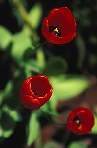 Red tulips