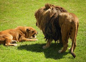 A lion and lioness