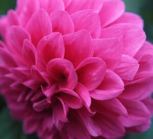 Closeup of pink flower