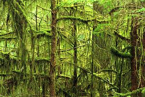 Moss-covered trees