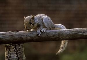 Grey Squirrel