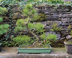 Bonsai Scots Pine, Berkeley Forest, Co Wexford, Ireland
