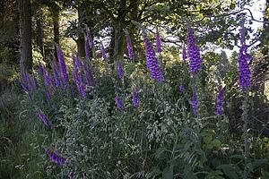 Foxgloves near Croaghaun Mountain in Ireland