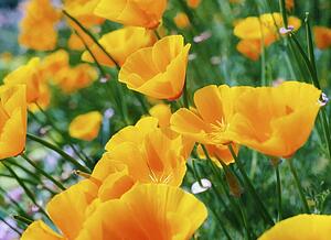 Garden Flowers, Alpine Poppy