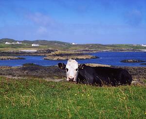 Holstein-Friesian Cows, Co Donegal, Rosbeg, Ireland