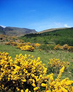 Co Waterford, Comeragh Mountains, near Crottys Rock, Ireland