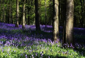 Glens of Antrim, bluebell wood, Portglenone Forest, Ireland
