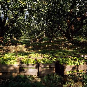 Apple orchard, Ireland