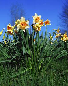 Close-up of daffodils in garden