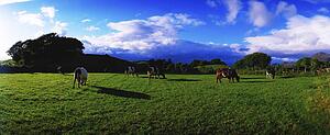 Holstein-Friesian cattle grazing in Irish field