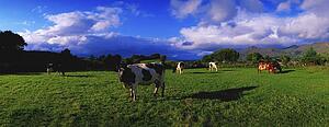 Holstein-Friesian cattle grazing in Irish field
