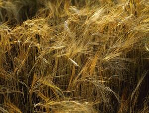 Barley