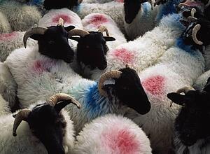 Sheep in a pen, Mannin Bay, Connemara, Co Galway, Ireland