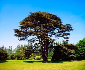 Lebanon cedar, Malahide Demesne, Co Dublin, Ireland