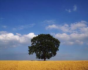 Oak tree in a barley field, Ireland