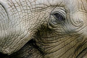 Elephant face