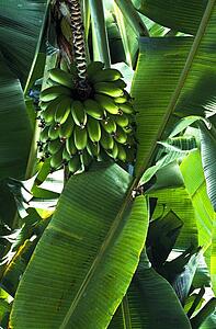 Banana tree