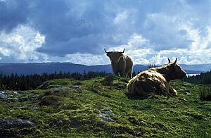 Cows resting in a field