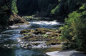 Forest river