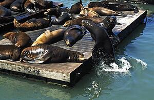 Seals on Pier 39, San Francisco, USA