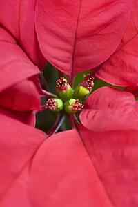 Poinsettia