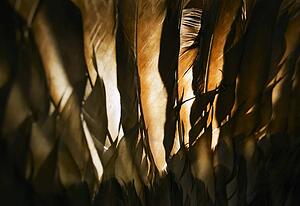 Turkey feathers