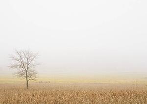 Lone tree in a wheat field