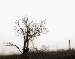 Dying tree silhouette