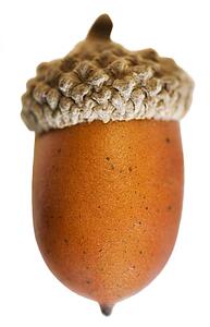 Acorn