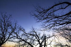 Tree branches
