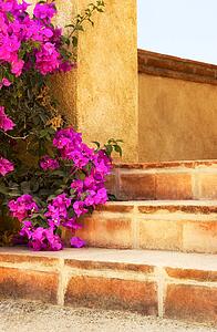 Steps with flowers